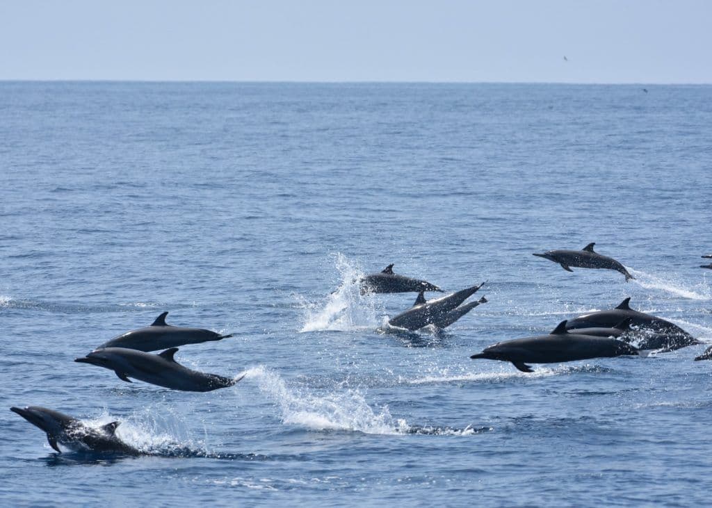 Exploring Lakshadweep's Marine Biodiversity: A Diver's Paradise